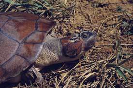 The giant river turtle is known as the Arrau to natives