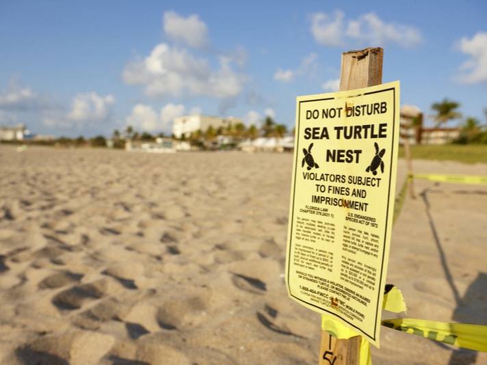 Exclusive Belleair Shore Community In Florida Wants Sea Turtle Nests Off Their Beach