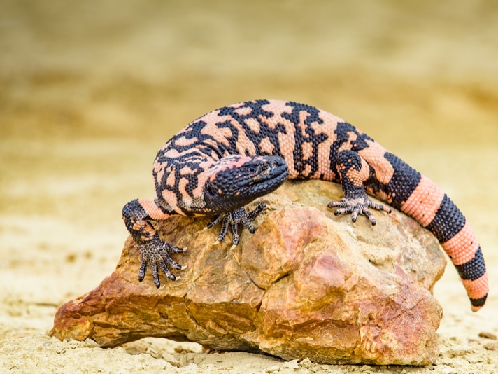 Hatchling Gila Monsters Don’t Leave Their Nest For Up To 10 Months, Study Says