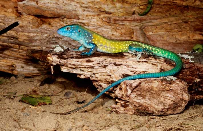 Why No Whiptail Lizards?