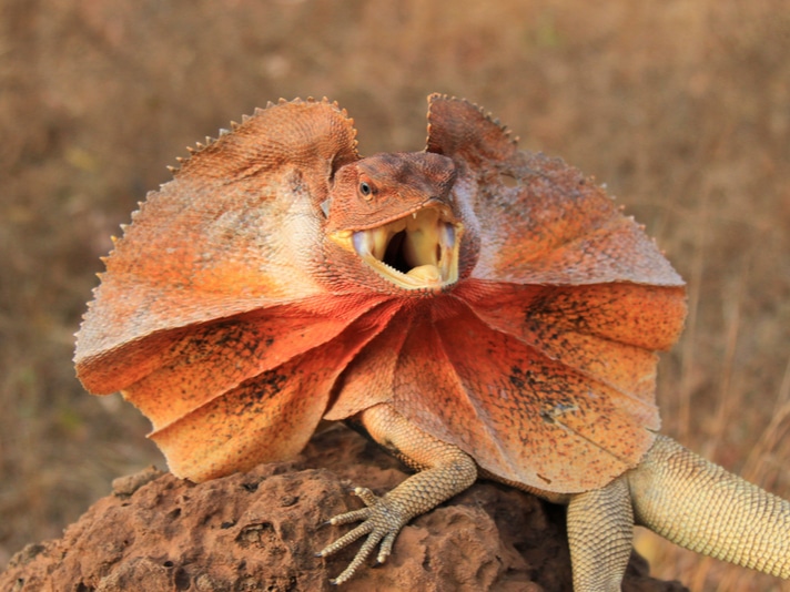 Frilled Lizards Have Different Colored Frills Based On Location And The Prey They Eat