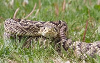 Georgia Officials Asked To End Rattlesnake Roundups