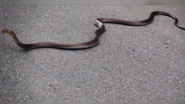 Hawaii Agriculture Officials Investigate Report Of Large Snake On O’ahu