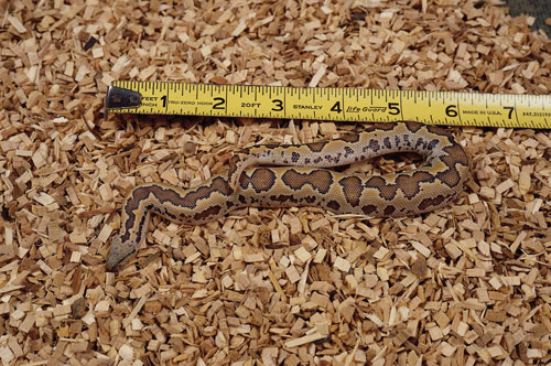 Care, Breeding And Caudal Luring Of The Rough-scaled Sand Boa