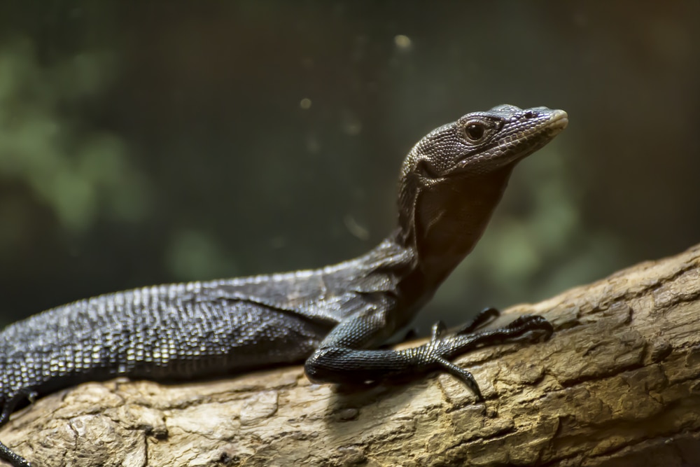 The Monitor Lizard Foursome For Expert Keepers