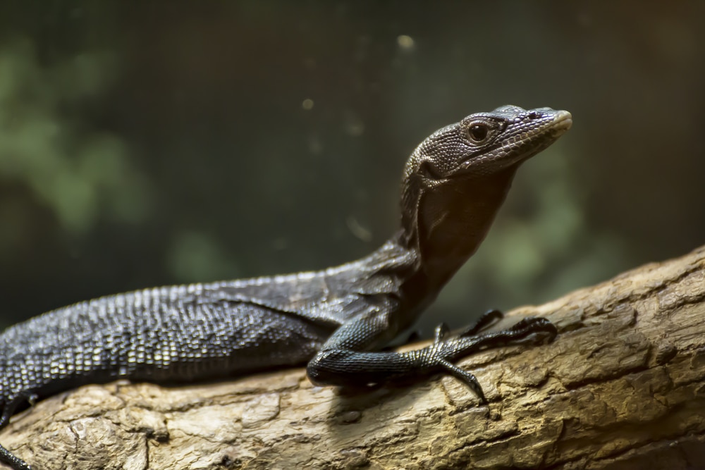 Small pet monitor store lizards