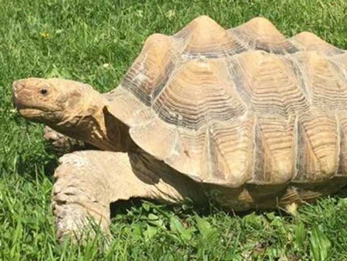 Sulcata Tortoise Escapes Its Yard, Is Shot And Killed By Neighbor