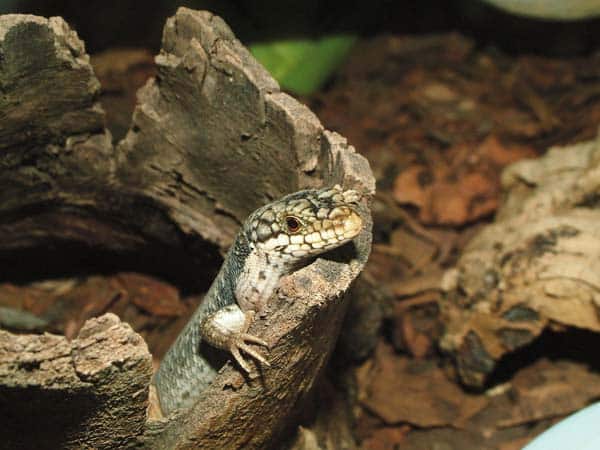 Australian Tree Skink Care