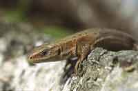 Viviparous Lizards Could Become Extinct Within 50 Years