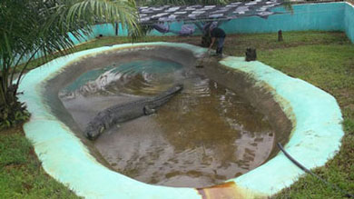 Lolong The Largest Captive Saltwater Crocodile In The World Died From Inadequate Care Lolong The Largest Captive Saltwater Crocodile In The World Died From Inadequate Care