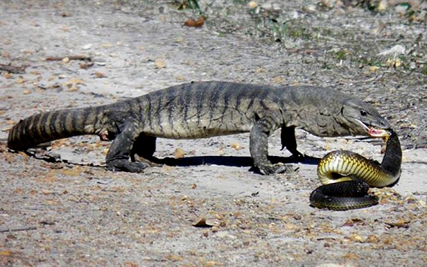 Viral Reptile Photo of the Week: Heath Monitor Devours Tiger Snake