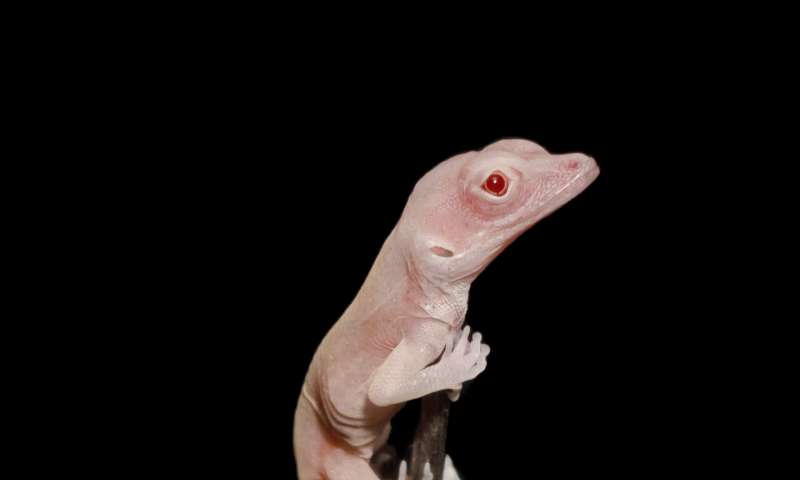 An Albino Anole Is The First Gene-Edited Reptile
