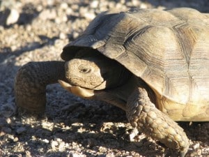 Sonoran Desert Tortoise Feeding And Diet - Reptiles Magazine