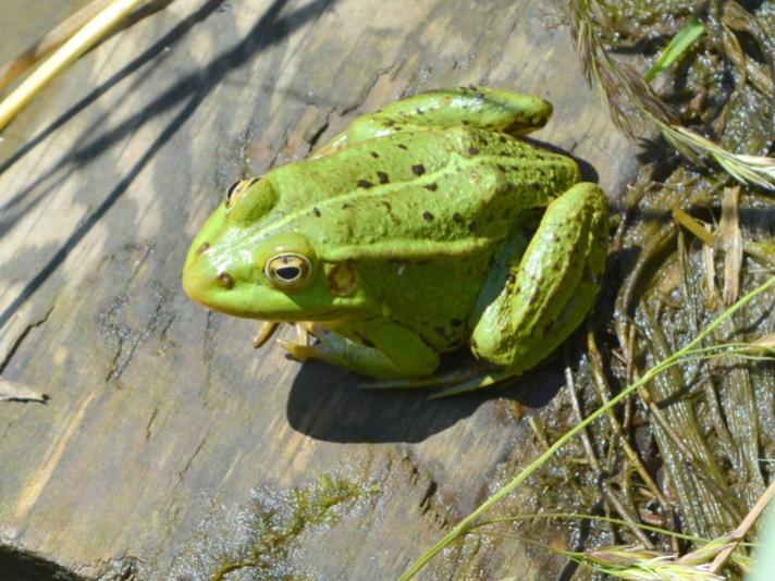 7500 Frogs Released After Frog Poaching Ring Busted In Turkey