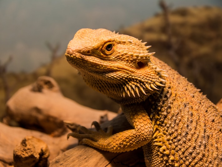 Wanted Man Faces 20 Years In Prison If Guilty For Killing Ex-Girlfriend’s Bearded Dragon