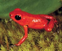 Breeding Strawberry Poison Frogs