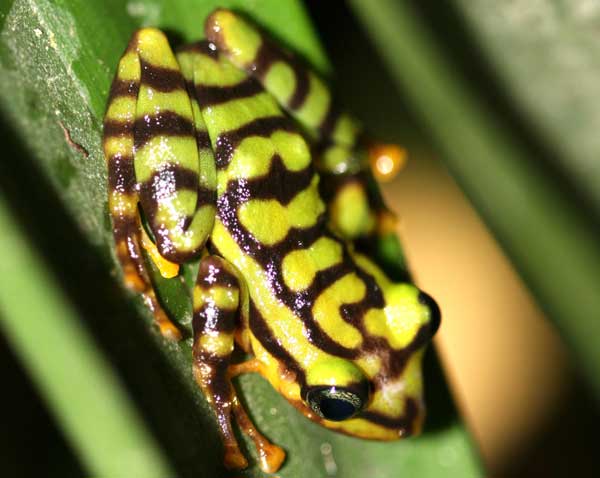 New Rainfrog Species Discovered in Ecuador