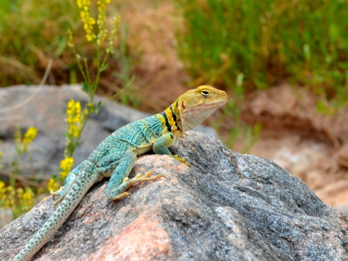 Because Of Their Appetites, Collared Lizards Don't Do Well In Captivity