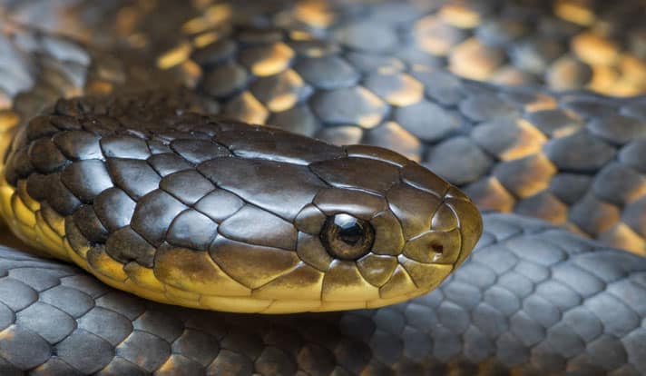 Tiger Snake Crawling On A Wire Garners More Than 2 Million Views