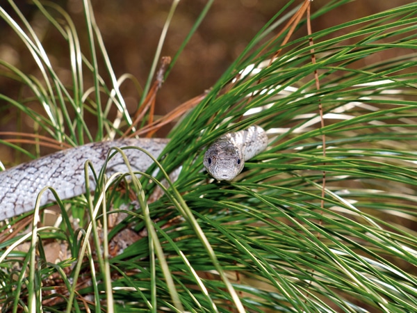 Care And Breeding The Gray Rat Snake