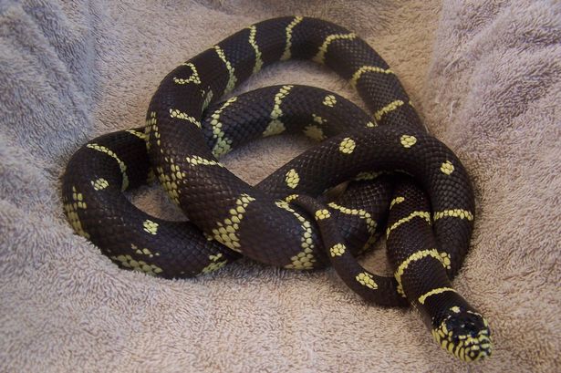 Live In Scotland? Can You Adopt A California Kingsnake?