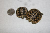 Breeding Pancake Tortoises