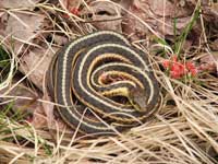 Butler's Garter Snake To Be Removed From Wisconsin's List Of Endangered Or Threatened Species