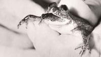 Aussie Scientists Attempt To Bring Extinct Frog Back To Life