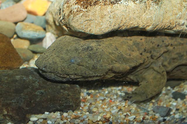 Researchers Discover New Population of Hellbender Salamanders In Pennsylvania
