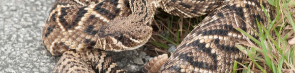 Eastern Diamondback Rattlesnake Shutterstock 192789518