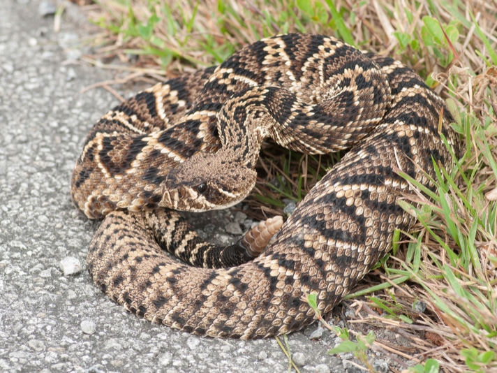 Rattlesnake Handler at Texas Rattlesnake Roundup Dies of Snake Bite