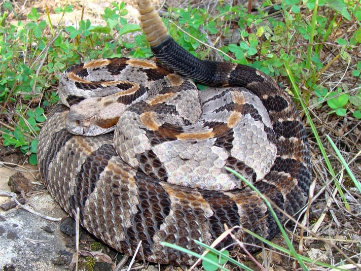 Four Men Get Probation For Killing And Grilling Timber Rattlesnake