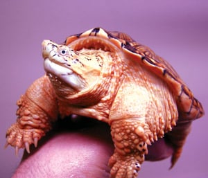 Breeder's Choice: Orange Calico Common Snapping Turtle (<em>Chelydra Serpentina</em>)