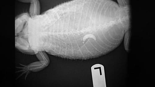 Animals Eat The Strangest Things: Vet X-Ray Contest Winner Is A Pet Frog