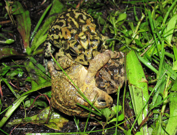 frogs