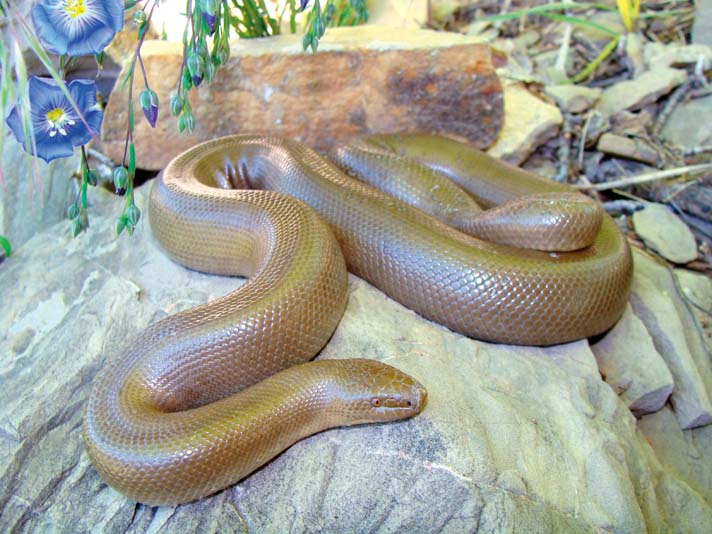 rubber boa