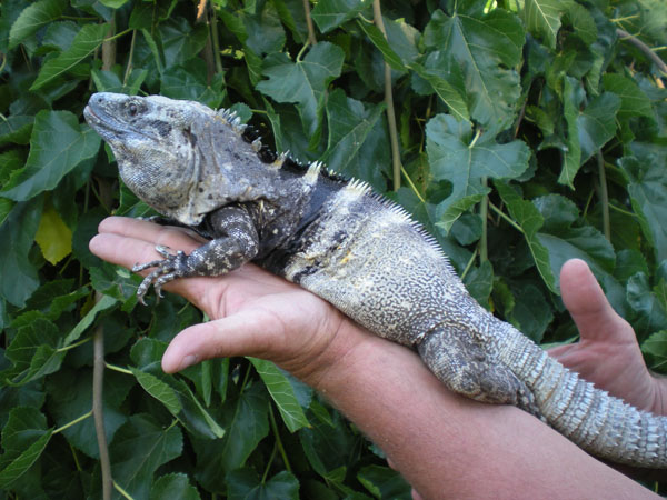 spiny tailed iguana