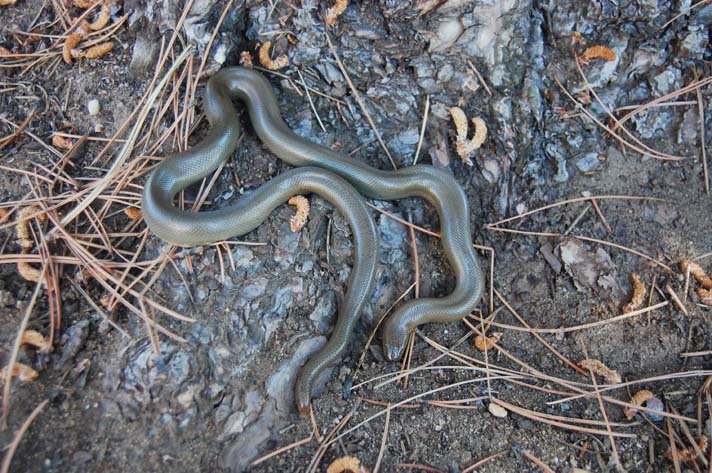 rubber boa