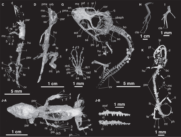 3D imagery detailing the fossil lizards