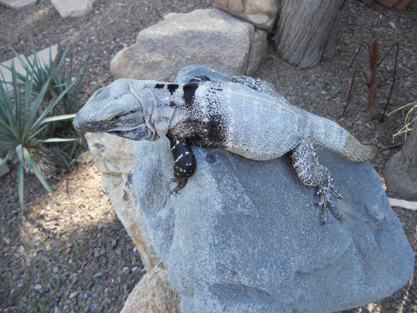 This is a male San Esteban Island spiny-tailed iguana (Ctenosaura conspicuosa