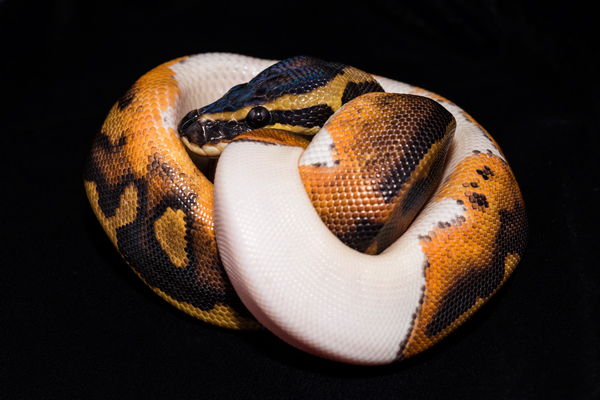 piebald ball python