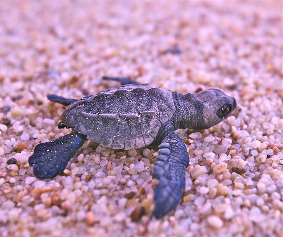 olive ridley sea turtle hatchling