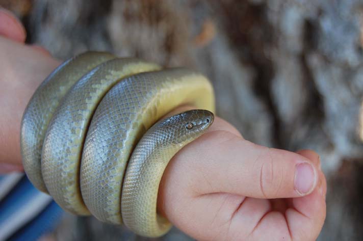 rubber boa