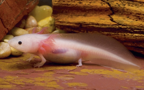 Axolotl Breeding Reptiles Magazine