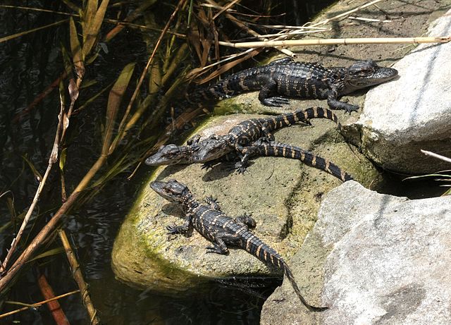 American alligator