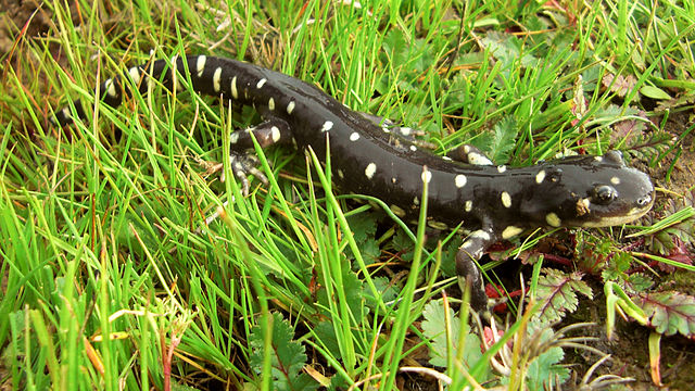 California tiger salamander