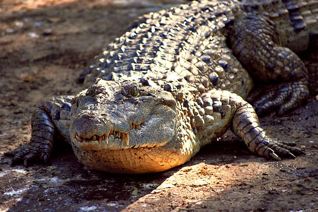 Philippine crocodile