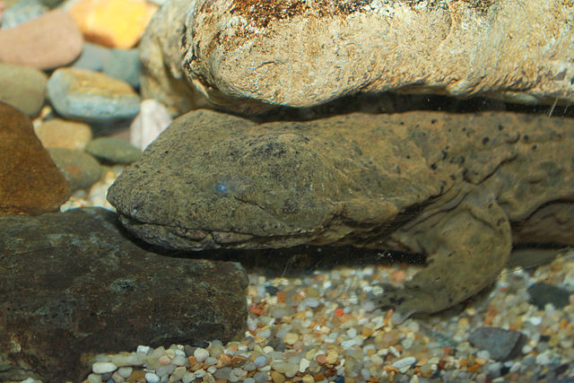 Hellbender salamander