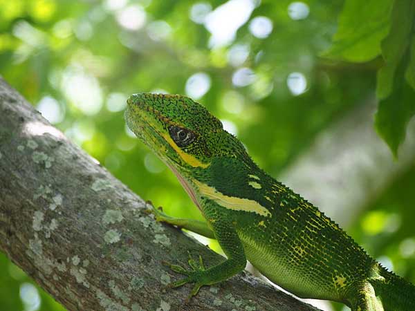 Cuban Knight anole