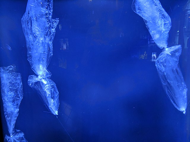 Mote marine lab showing how plastic bags look like jellyfish
